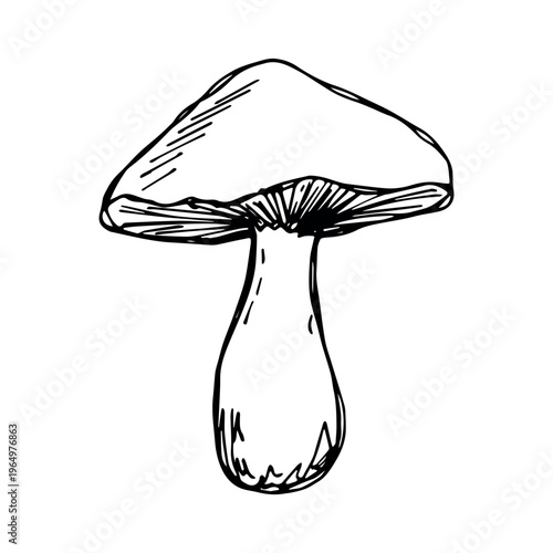 Hand drawn mushroom doodle Botanical illustration Cute autumn mushroom Healthy eco food Organic vegetarian food For stickers, greeting card, design, print, packaging, decor, kids books