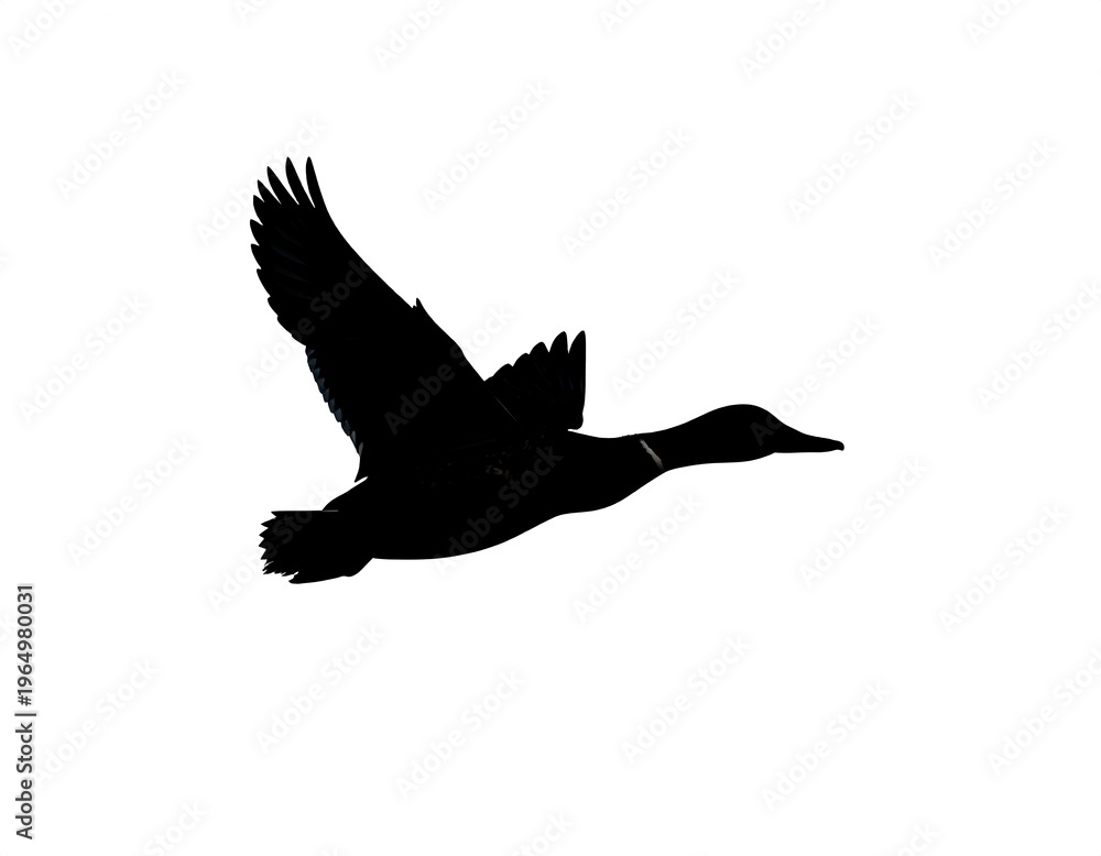Obraz premium A black silhouette of a bird in flight against a white background (6)