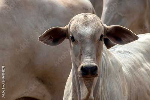 Wallpaper Mural Stunning close-up portrait of a young Nelore bull calf looking directly at the camera, surrounded by adult cattle in a Brazilian beef farm.  Torontodigital.ca
