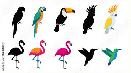 Collection of exotic birds macaws, toucans, flamingos, hummingbirds, and parrots rendered in silhouette and color