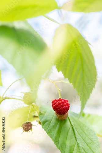 fresh raspberry on a branch