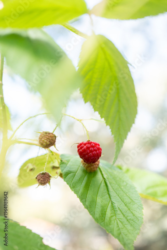 ripe raspberry on a branch