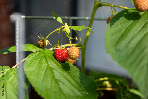 raspberries in the garden