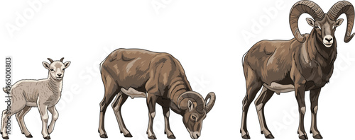 Realistic mountain goat life stages set with kid adult and horned ram detailed wildlife animal collection isolated on white background nature illustration