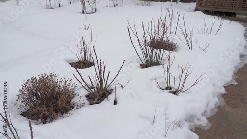 Wallpaper Mural Snow-covered flower bed with rose bushes in winter smooth camera movement Torontodigital.ca