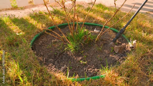 Wallpaper Mural Spraying weeds inside bush with herbicide sprayer during spring garden work Torontodigital.ca