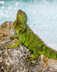 Wildlife fauna photography. Large iguana tail. Reptile animal in nature. Wildlife zoo jungle. Iguana lizard in tropical jungle. American iguana herbivorous lizard. Exotic iguana reptile. Exotic pet