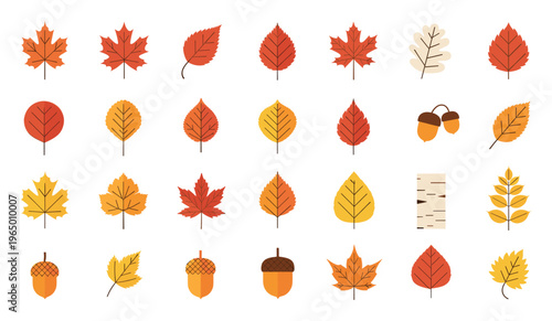 A beautiful assortment of colorful autumn leaves and natural acorns providing perfect seasonal accents for your fall themed promotions holiday decorations and educational materials