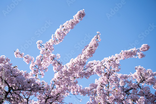 Delicate Pink Cherry Blossoms