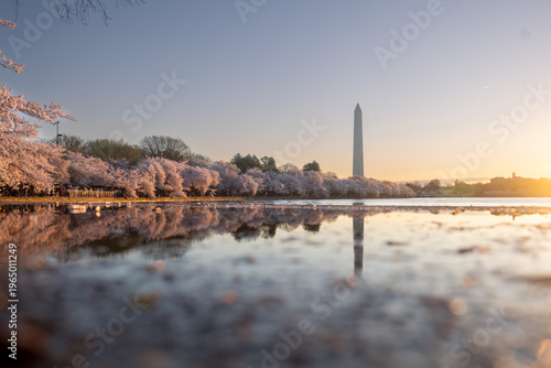 Golden Sunrise Light Illuminating Pink Cherry Blossoms at the Tidal Basin, Washington DC