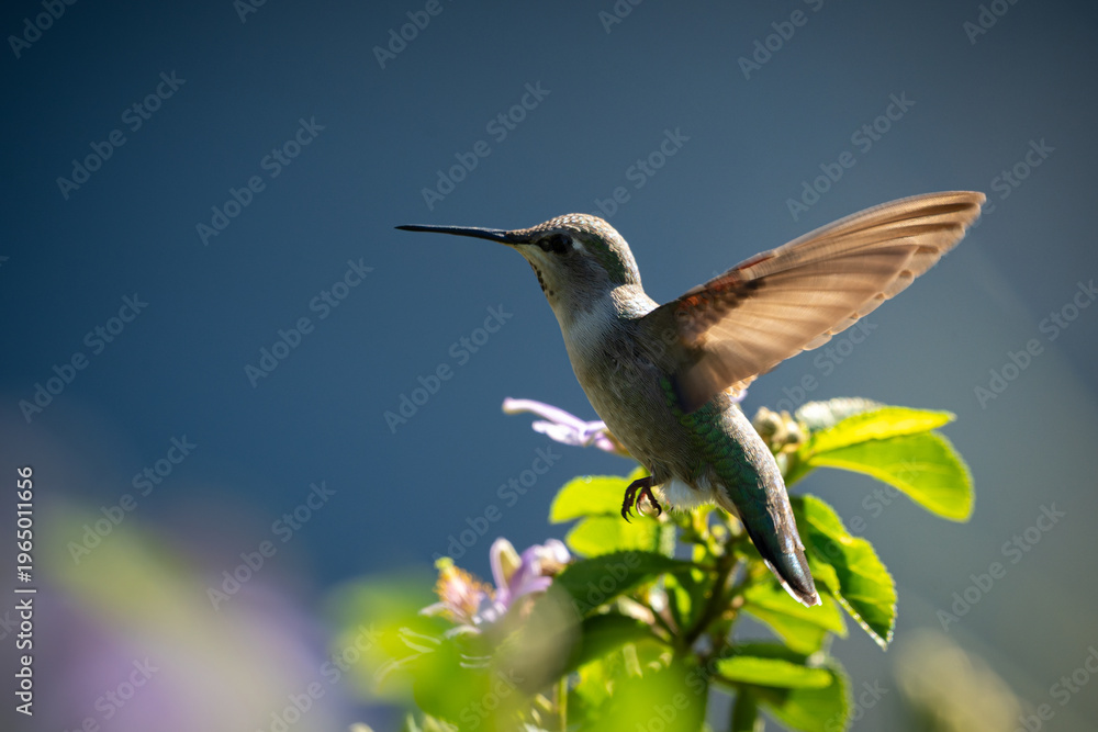 Naklejka premium Small Humming Bird Flying