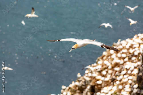 Принти на полотні A Northern Gannet flies over a colony of its own species nesting on a cliff face