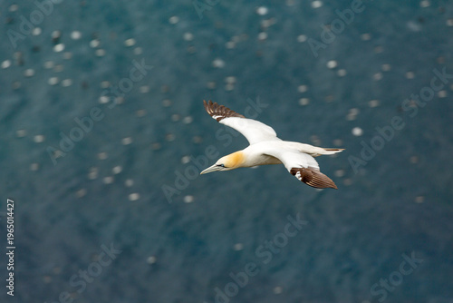 фотографія A Northern Gannet in flight over the ocean, its wings spread wide as it glides through the air