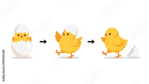 Three step illustration showing a cute yellow chick hatching from a white egg and successfully walking away from the shell.