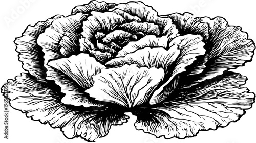 Intricate, stylized illustration of a fully opened cabbage head in detailed black and white