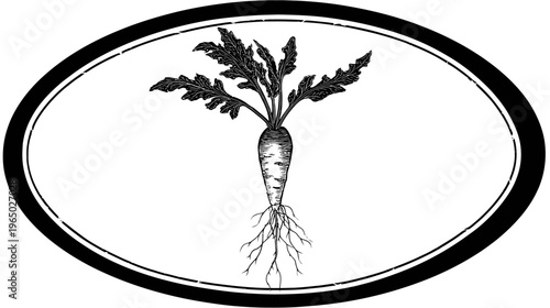 A black and white illustration of a vegetable, presented within a dark elliptical frame