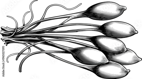 Intricate black and white illustration of a bundle of bulbous, elongated plants with thin, curved stems