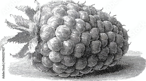 Intricate, detailed illustration of a ripe fruit with textured skin and spiky, leafy top