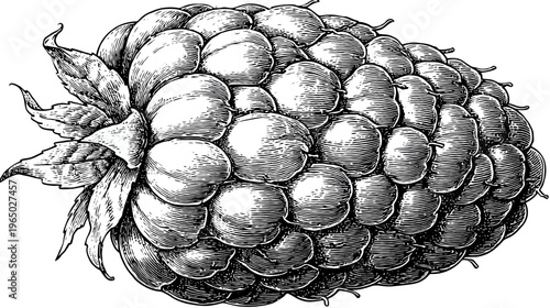 Intricate black and white illustration of a ripe raspberry, complete with leaves and a detailed texture
