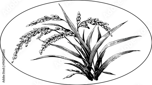 Monochrome illustration of rice plant with grains and leaves in an oval frame, black and white