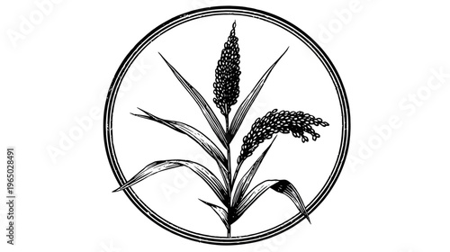 A detailed black and white illustration of a plant within a circular frame