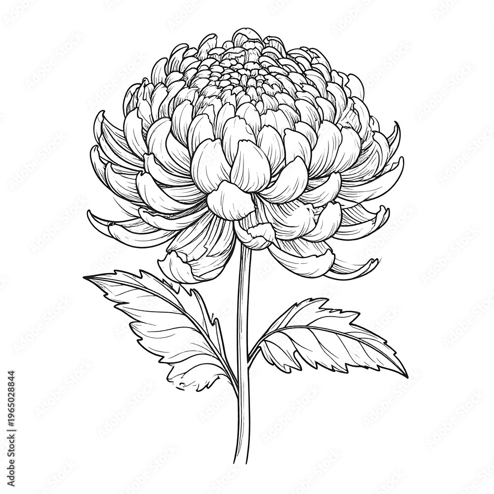 Fototapeta premium A detailed line drawing of a large flower with leaves