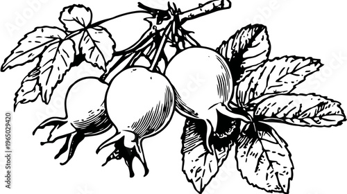 A black and white illustration of rose hips and leaves on a branch