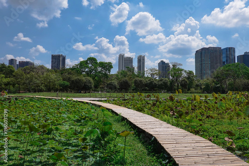 A curved wooden pathway winds thought a lush lotus field at Vachirabenjatas Park, Suan Rot Fai in Bangkok, Thailand, surrounded by greenery with a green city skyline in the background. 