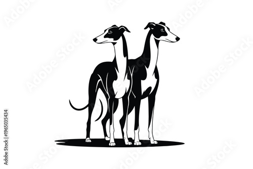 Black and white greyhound dogs standing together side by side black and white dogs sleek