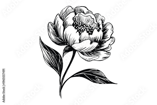 Black and white ink of a detailed peony flower with leaves ink detailed botanical floral petals monochrome