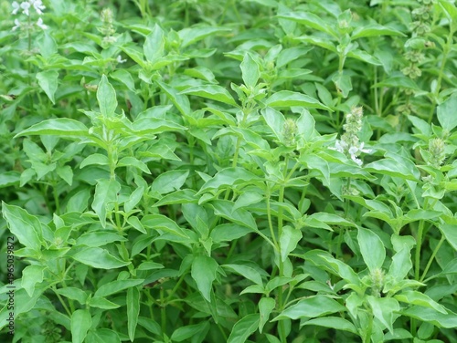 Fresh green lemon basil (Ocimum citriodorum) plants growing in the garden. Perfect for culinary, gardening, and healthy lifestyle themes