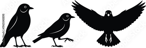 Black silhouettes of birds, including pigeons and sparrows, isolated vector set.