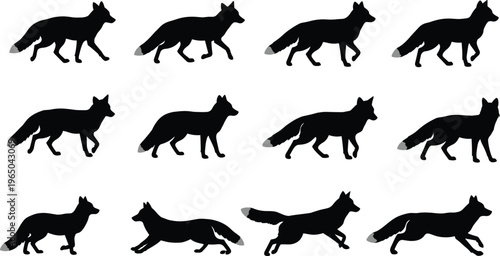 Fox silhouette walking running sequence, animal gait cycle illustration, black fox motion poses, biomechanics animation reference, wildlife movement study