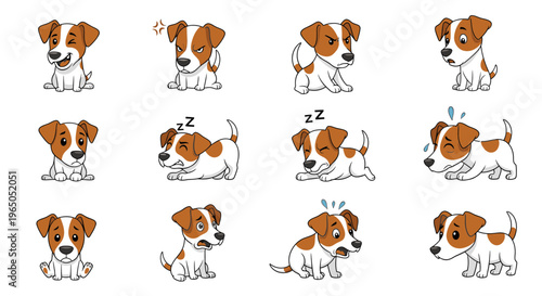 Playful Parson Russell Terrier dog showing various expressions and actions  