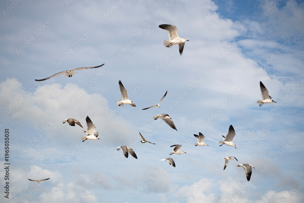 Fototapeta premium Sea gull bird. Fauna and nature. Gull bird observing the water. Sea gull with beak and feather. Laughing Gull. Seagull flight. Seagull sitting outdoor. Laughing seagull at the sea. Seagull near water