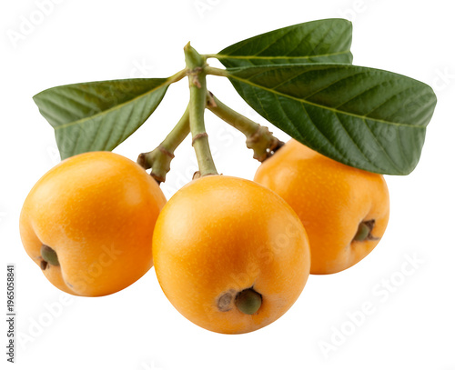 Three orange loquats with green leaves on a stem fruit yellow isolated on a transparent background