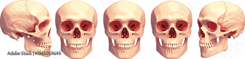 Human skulls illustration set with anatomical detail, multiple angles including frontal and profile views, black and white medical artwork for anatomy, forensic, and educational stock themes