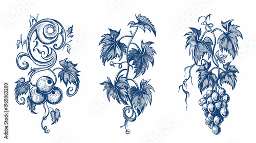 Three blue-toned grape vine illustrations, each with leaves and fruit on white