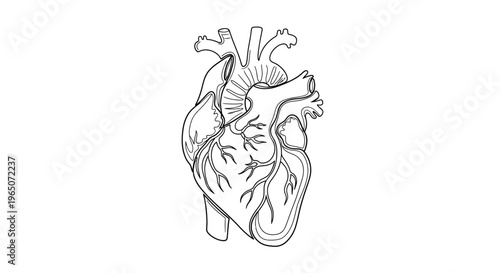 Detailed Heart Line Drawing, Symbol of Health and Life