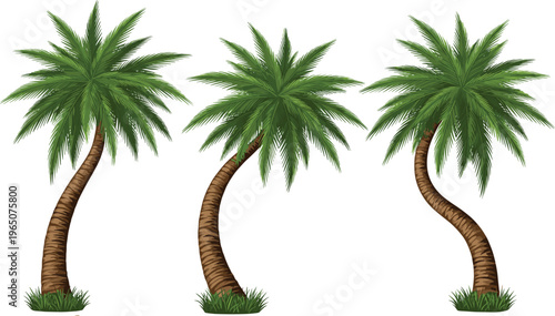 Detailed Botanical Vector Illustration Set of Coffee Plant Branches and Tropical Palm Trees for Organic Agriculture and Summer Vacation BrandingDetailed Botanical Vector Illustration Set of Coffee Pla