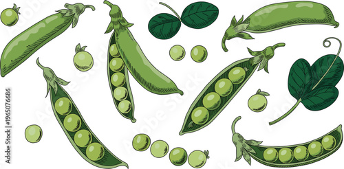 Green peas vector illustration, fresh pea pods and seeds collection hand drawn organic food