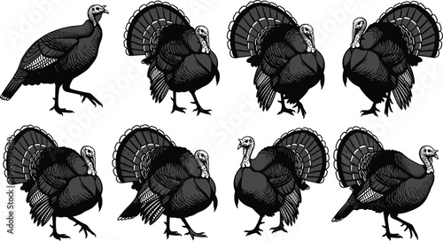 Detailed woodcut style vector set of turkey birds with fanned tail feathers in various standing poses for Thanksgiving autumn and farm design.
