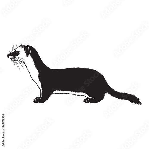 Black and white ferret illustration on transparent background