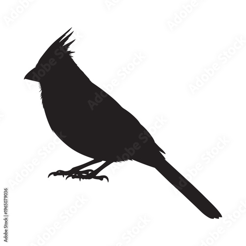 Black silhouette of a cardinal bird on transparent background