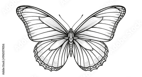 butterfly wings spread, black and white illustration
