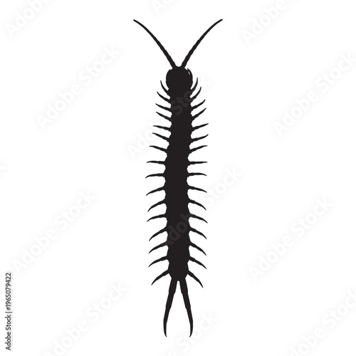 Black centipede vector illustration on transparent background