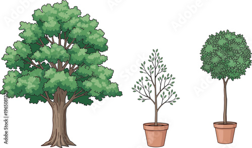Vector set featuring a large green oak tree and two decorative potted garden plants in clay pots isolated on white background for landscape design.