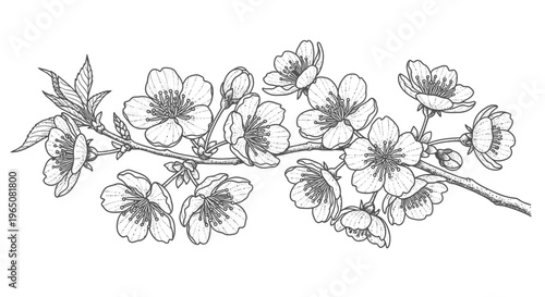cherry blossom branch drawing