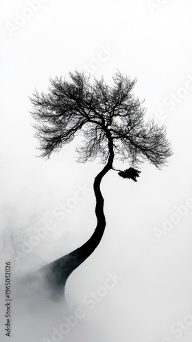 Solitary Pine Tree Silhouette in Dense Fog with Stark Branches Against a Bright White, Ethereal, and Misty Background with Subtle Blue Tints