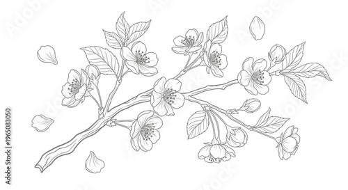 cherry blossom branch with flowers and petals